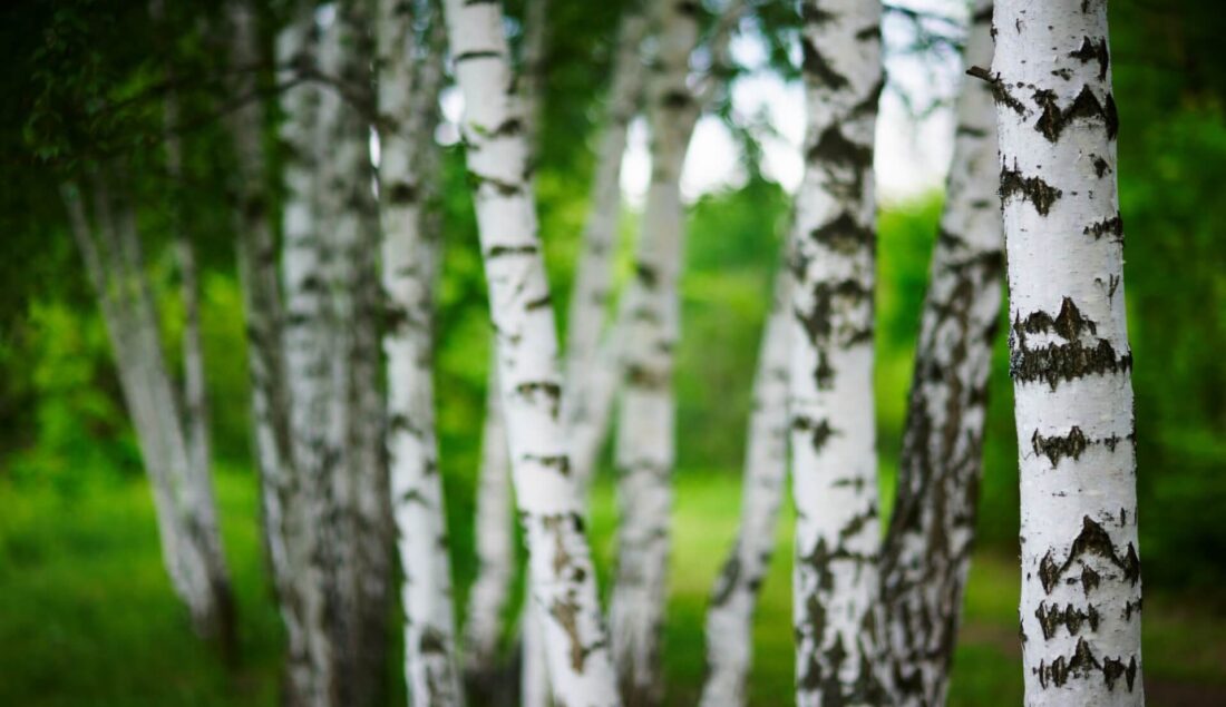 Brzoza w ogrodzie – uprawa od A do Z. Kompleksowy poradnik