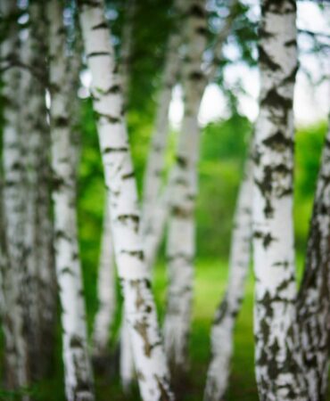 Brzoza w ogrodzie – uprawa od A do Z. Kompleksowy poradnik