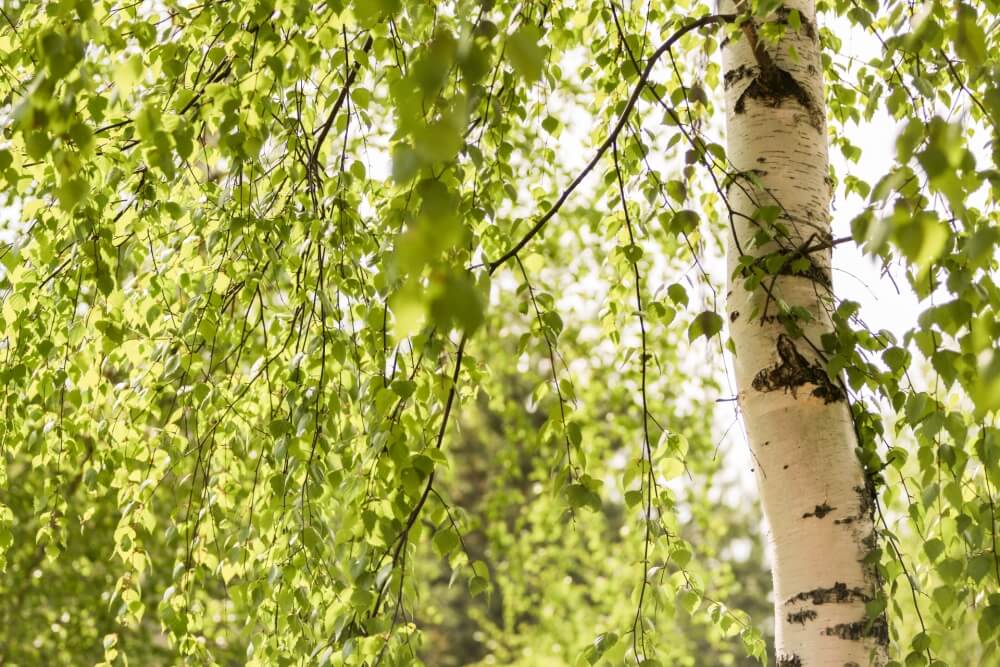 brzoza w ogrodzie przy domu