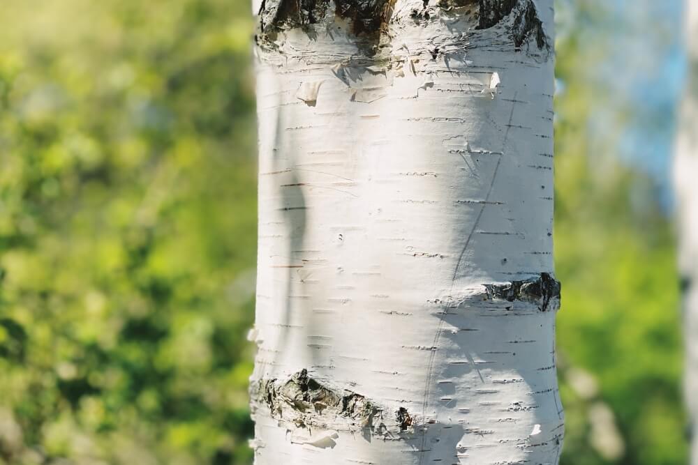 brzoza w ogrodzie z bliska