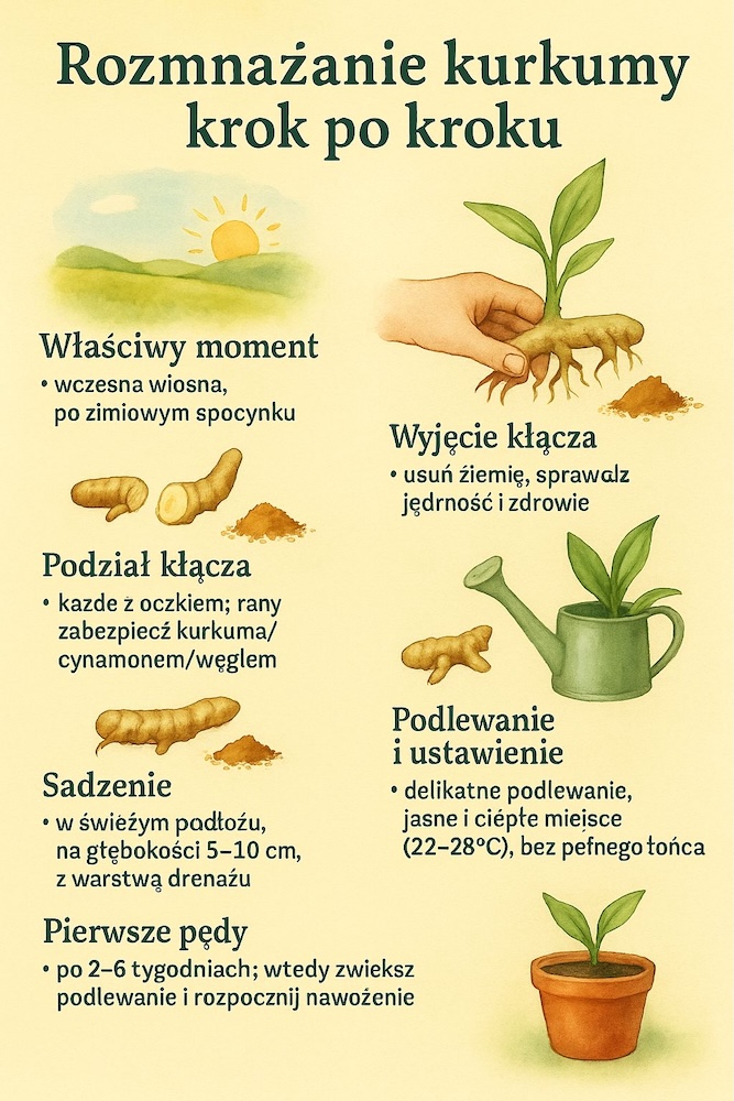 etapy rozmnażania kurkumy w domu zasada rozmnażania kurkumy