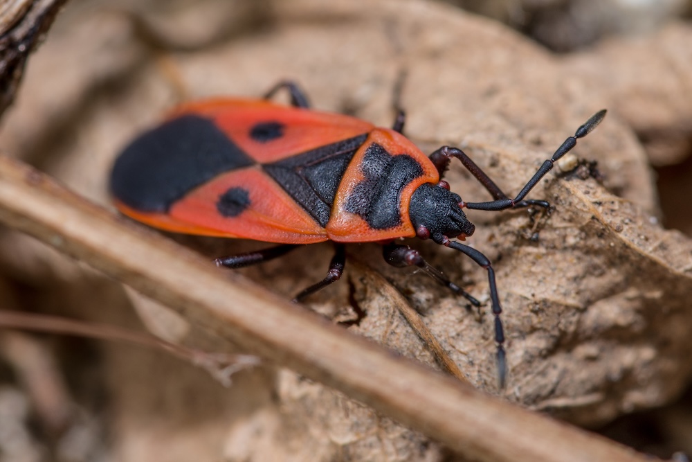 kowal bezskrzydły - jak się ich pozbyć z liści i ziemi kowal bezskrzydły - jak się ich pozbyć z ziemi