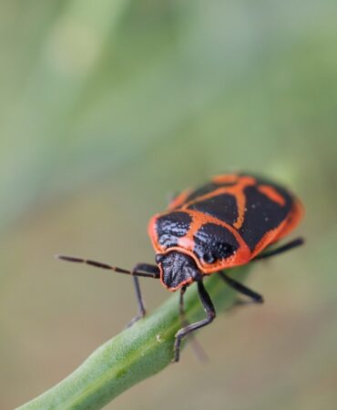 Kowal bezskrzydły – jak się ich pozbyć z ogrodu? Skuteczne metody 
