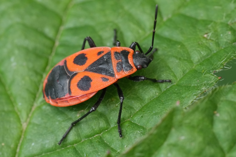 kowal bezskrzydły z czerwonym pancerzem i czarnym wzorem czerwono-czarny owad na liściu