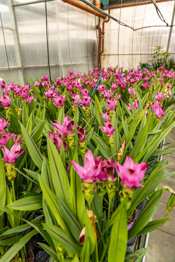 kwiat kurkuma hodowany na sprzedaż kwiat kurkuma w dużej ilości w sklepie