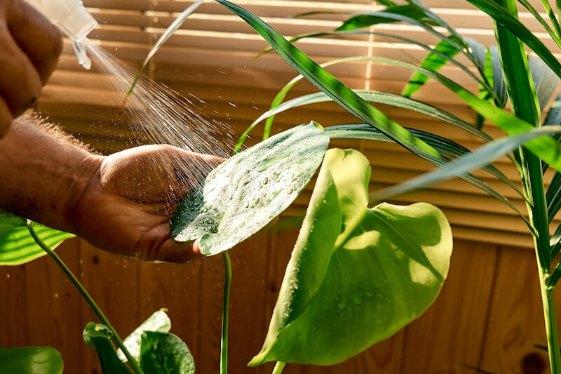 przelana monstera a liście przelana monstera a podlewanie liści