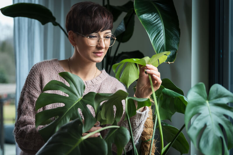 przelana monstera w domu kobiety przelana monstera w mieszkaniu