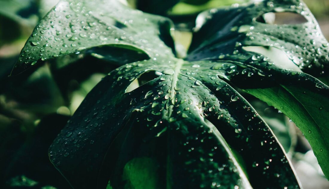 Przelana monstera – sposób działania krok po kroku. Poradnik ratunkowy