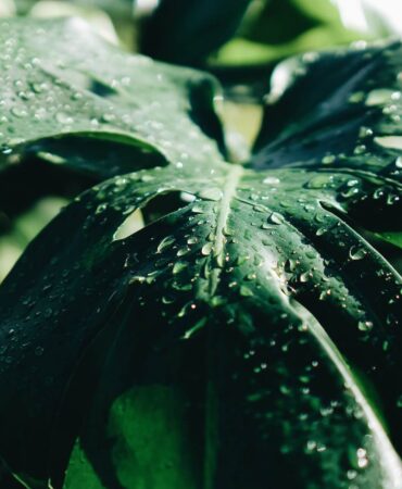 Przelana monstera – sposób działania krok po kroku. Poradnik ratunkowy