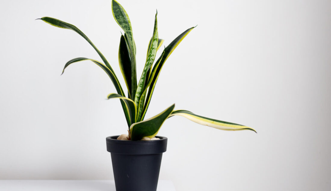 Sansewieria – jaka ziemia? Kompleksowy poradnik przesadzania i uprawy