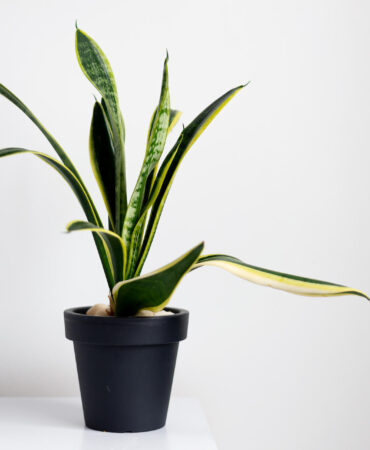 Sansewieria – jaka ziemia? Kompleksowy poradnik przesadzania i uprawy