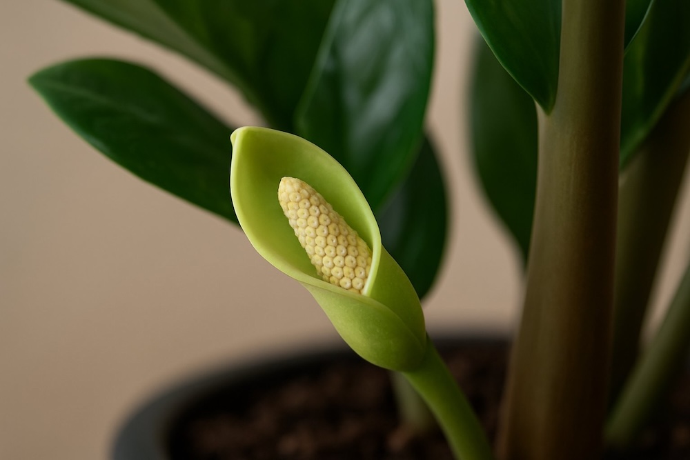 zamiokulkas kwitnienie rośliny 