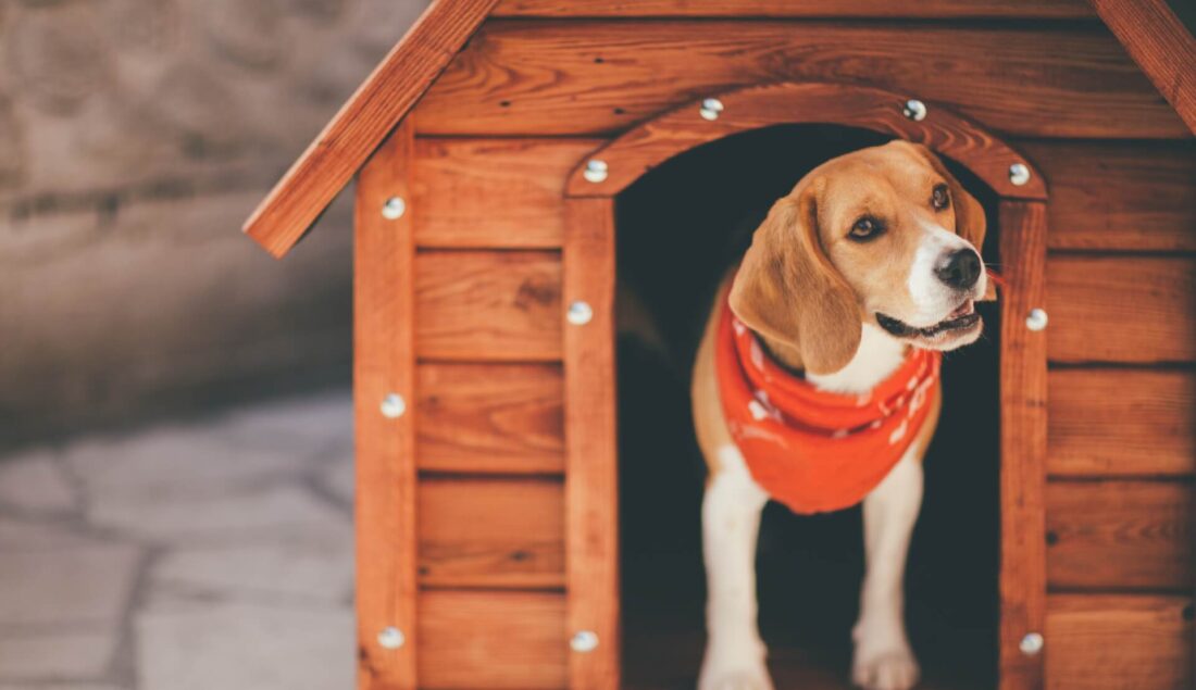 Buda dla psa – projekt do wykonania DIY. Instrukcja krok po kroku