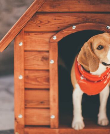 Buda dla psa – projekt do wykonania DIY. Instrukcja krok po kroku