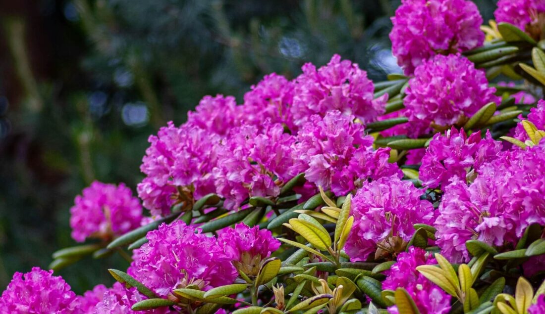 Choroby rododendronów – lista objawów i zwalczanie. Poradnik