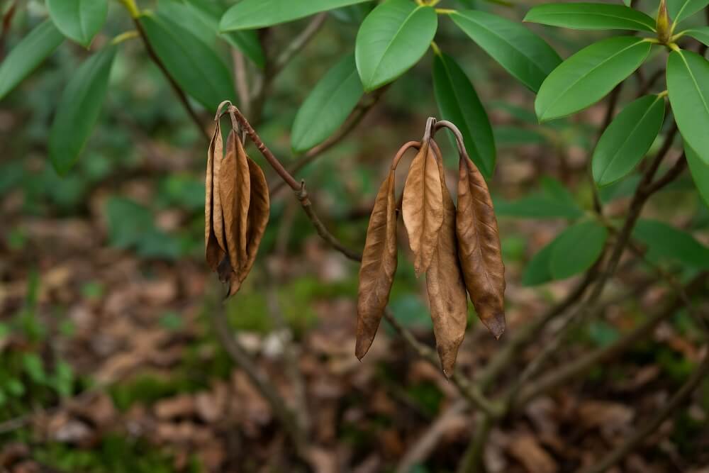 choroby rododendronów - Phytophthora spp. Fytoftoroza - choroby rododendronów