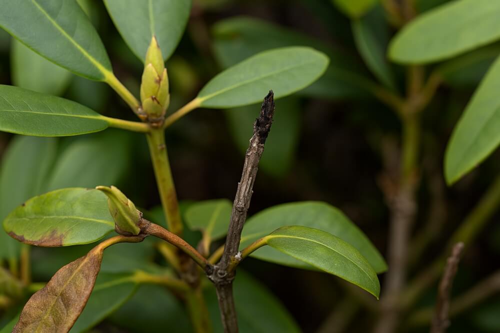 popularne choroby rododendronów - zgorzel pędów zgorzel pędów - choroby rododendronów