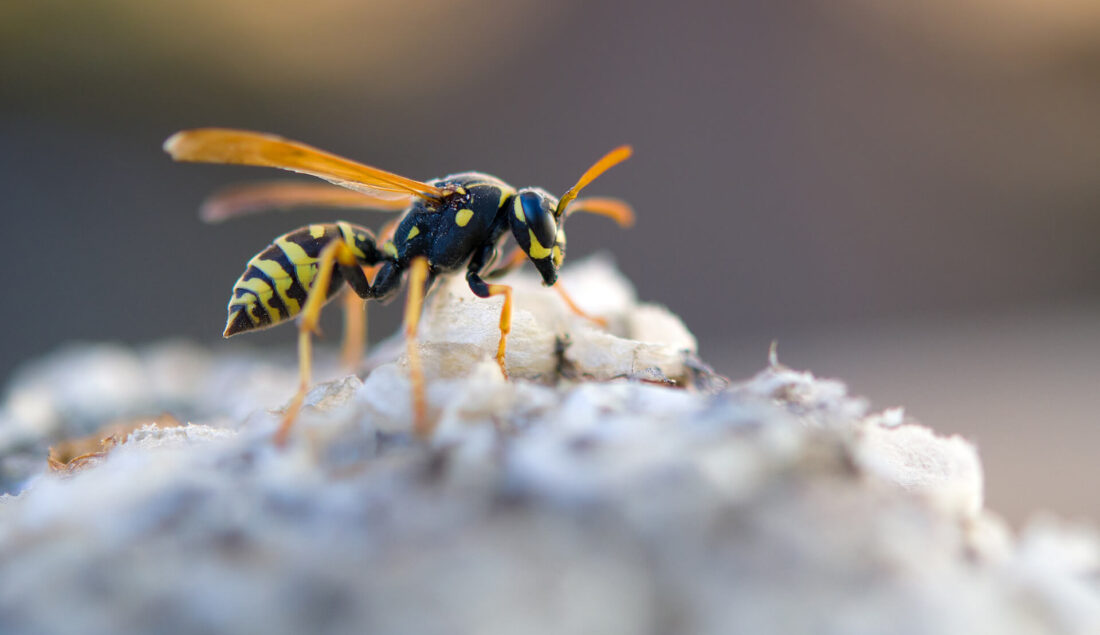 Owad podobny do osy – czy jest niebezpieczny? Rozpoznanie i wyjaśnienie