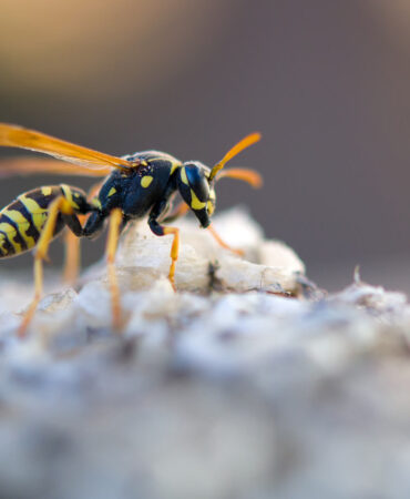 Owad podobny do osy – czy jest niebezpieczny? Rozpoznanie i wyjaśnienie