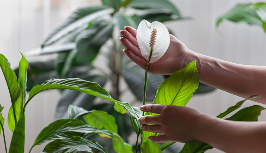 Przelany skrzydłokwiat – ratunek i odbudowa krok po kroku