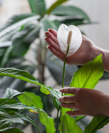 Przelany skrzydłokwiat – ratunek i odbudowa krok po kroku