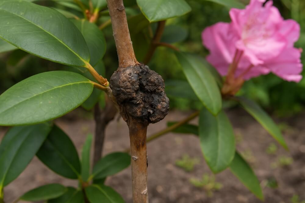 rak bakteryjny - choroby rododendronów choroby rododendronów - rak bakteryjny