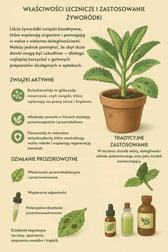 Właściwości lecznicze i zastosowanie żyworódki 