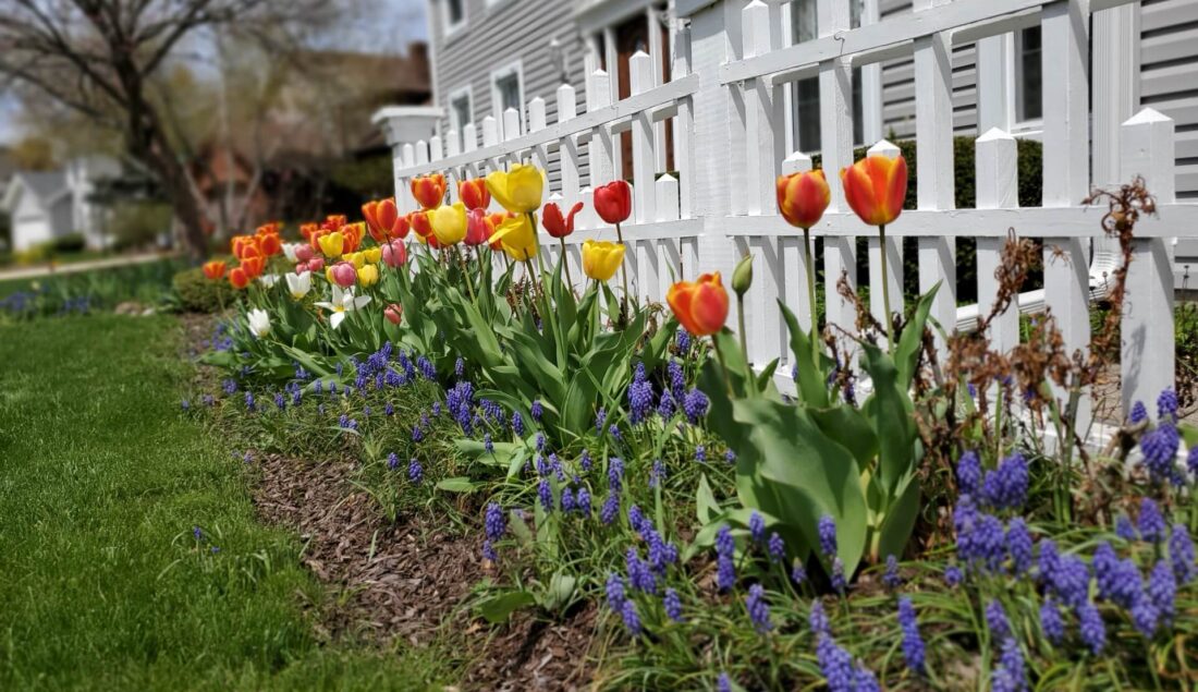 Aranżacja ogrodu przy płocie. Co posadzić i jak zaplanować? Poradnik
