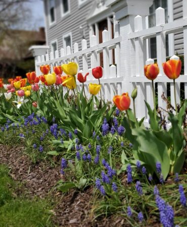 Aranżacja ogrodu przy płocie. Co posadzić i jak zaplanować? Poradnik
