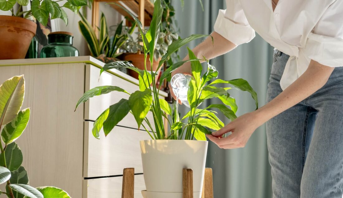 Skrzydłokwiat – podlewanie. Jak, kiedy i ile? Odpowiadamy