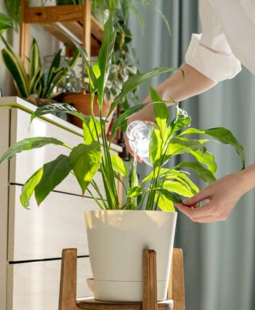 Skrzydłokwiat – podlewanie. Jak, kiedy i ile? Odpowiadamy