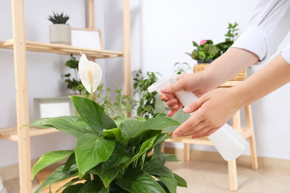 zraszanie skrzydłokwiatu wodą