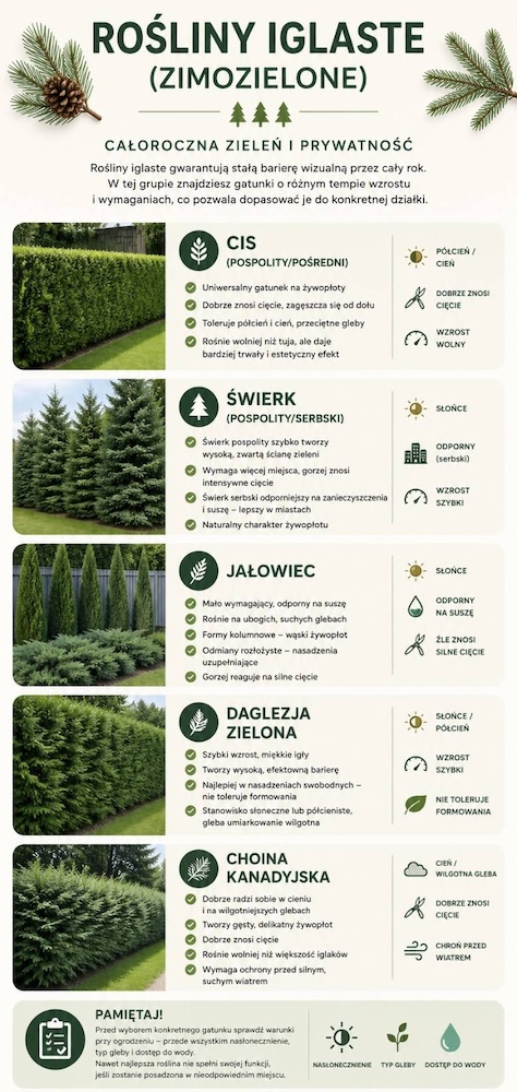zamiast tui co posadzić wzdłuż ogrodzenia - iglaki 
