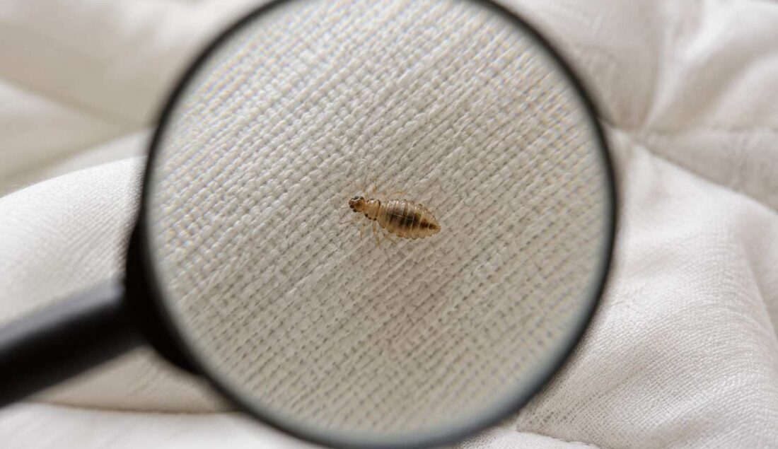 Ile żyją wszy na pościeli? Sprawdzamy